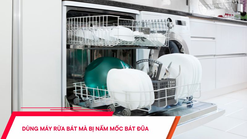 Dùng máy rửa bát mà bị nấm mốc bát đũa